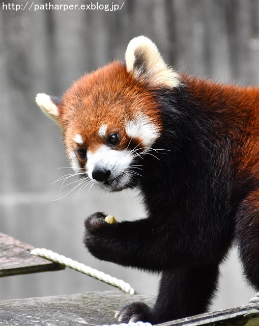 2019年4月 とくしま動物園 その2_a0052986_2361734.jpg