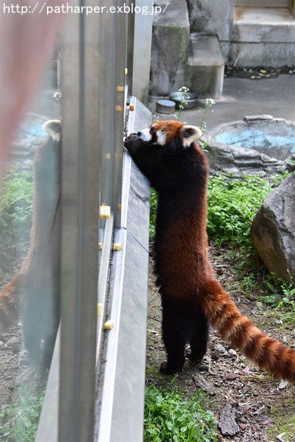 2019年4月 とくしま動物園 その2_a0052986_238123.jpg
