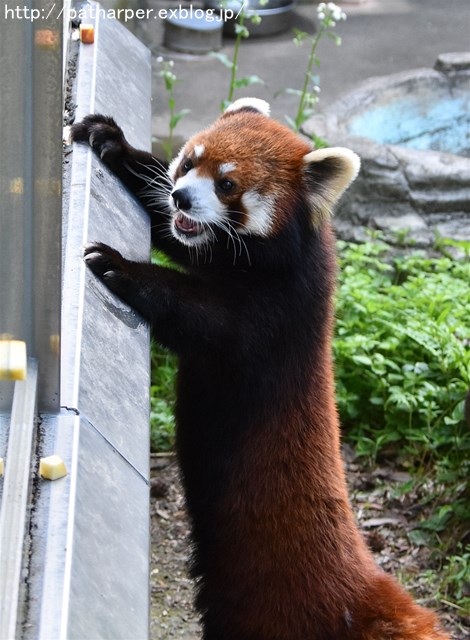 2019年4月 とくしま動物園 その2_a0052986_2381596.jpg
