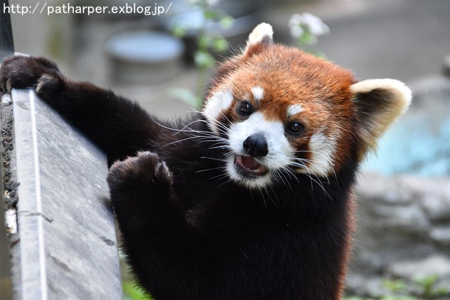 2019年4月 とくしま動物園 その2_a0052986_2384164.jpg