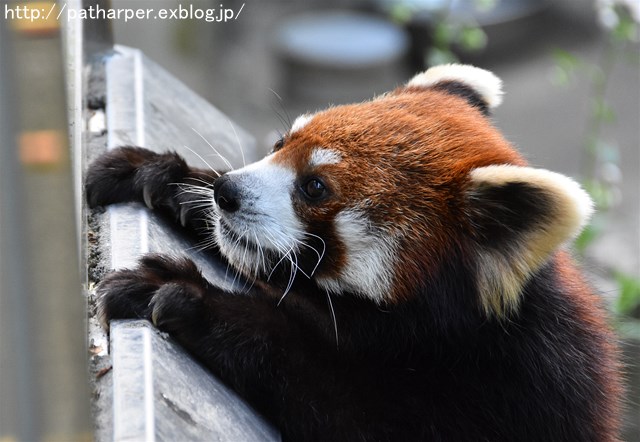 2019年4月 とくしま動物園 その2_a0052986_2385264.jpg