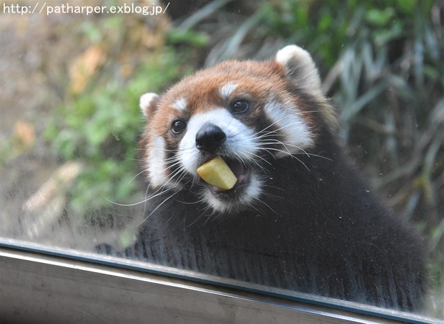 2019年4月 とくしま動物園 その2_a0052986_2391351.jpg