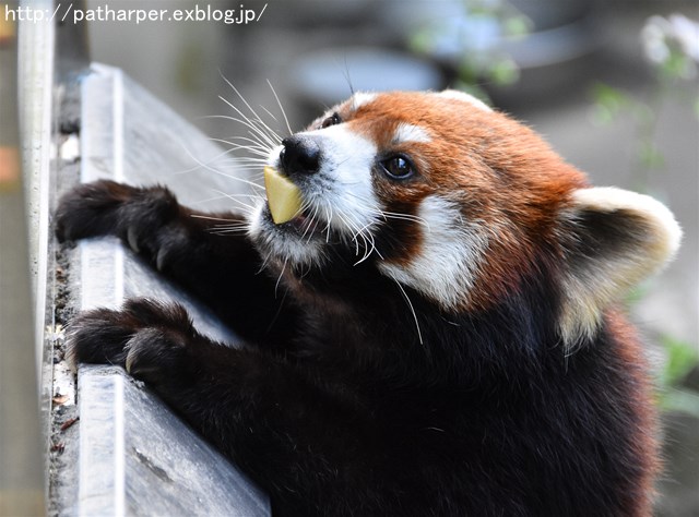 2019年4月 とくしま動物園 その2_a0052986_239327.jpg