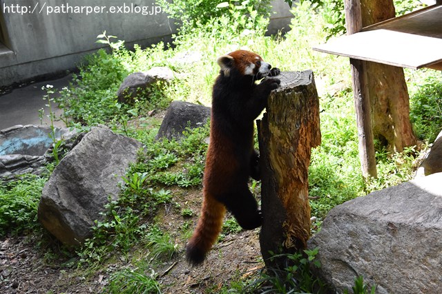 2019年4月 とくしま動物園 その2_a0052986_2393451.jpg