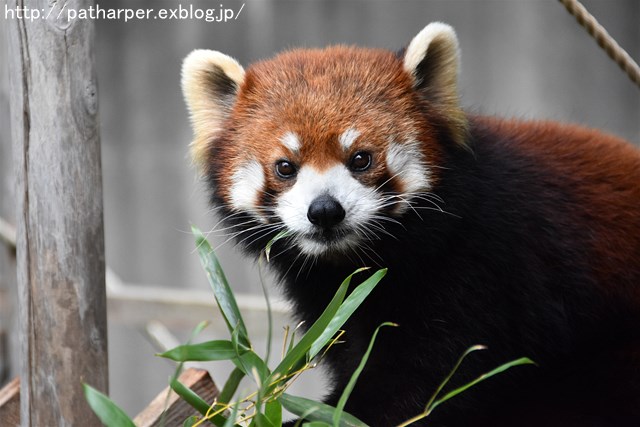 2019年4月 とくしま動物園 その2_a0052986_2395928.jpg