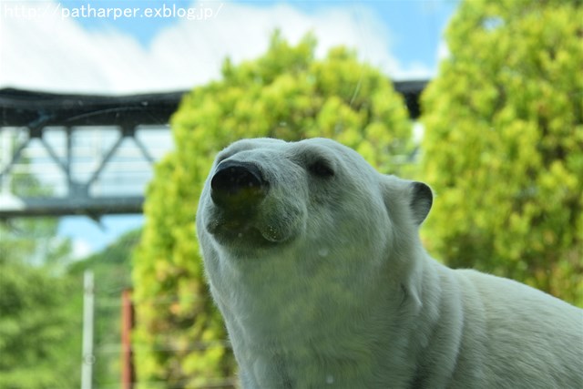 2019年4月 とくしま動物園 その1_a0052986_7222539.jpg