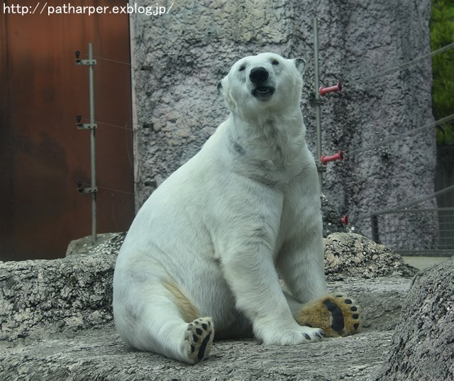 2019年4月 とくしま動物園 その1_a0052986_7282992.jpg