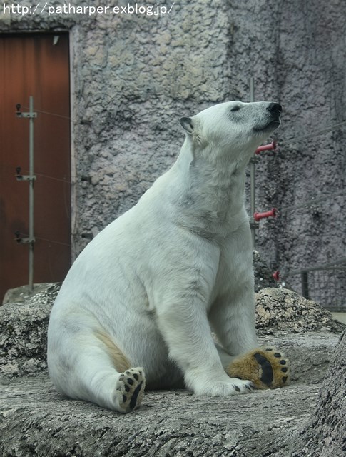 2019年4月 とくしま動物園 その1_a0052986_7284877.jpg