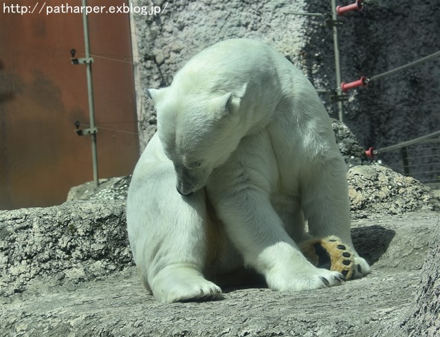 2019年4月 とくしま動物園 その1_a0052986_728727.jpg