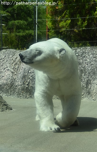 2019年4月 とくしま動物園 その1_a0052986_7303023.jpg