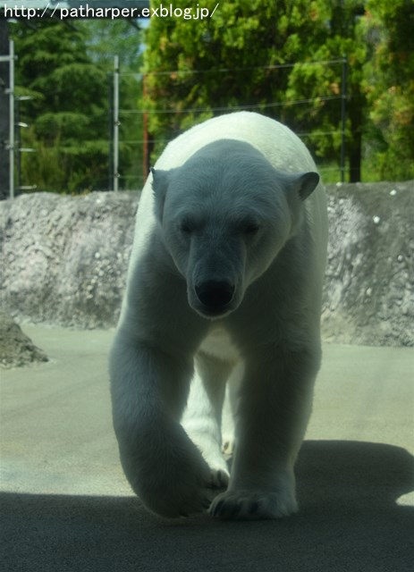 2019年4月 とくしま動物園 その1_a0052986_7304395.jpg