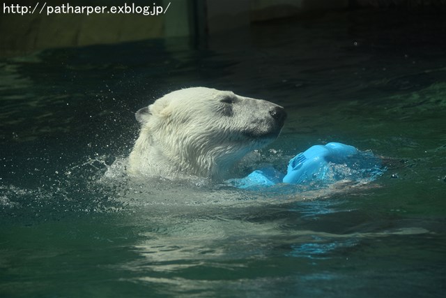2019年4月 とくしま動物園 その1_a0052986_7305615.jpg