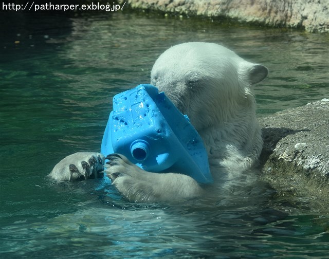 2019年4月 とくしま動物園 その1_a0052986_7313721.jpg