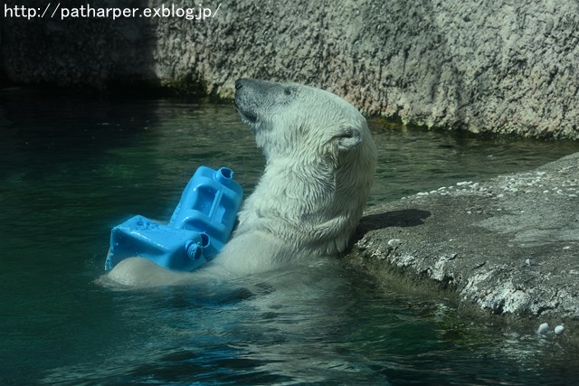 2019年4月 とくしま動物園 その1_a0052986_732517.jpg