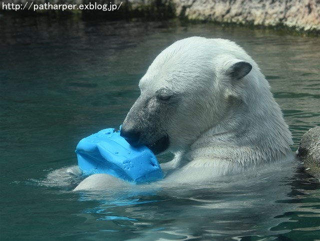 2019年4月 とくしま動物園 その1_a0052986_733449.jpg