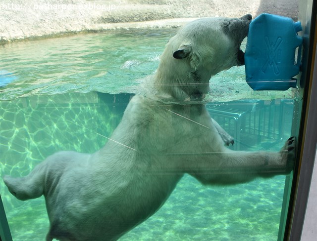 2019年4月 とくしま動物園 その1_a0052986_7352046.jpg