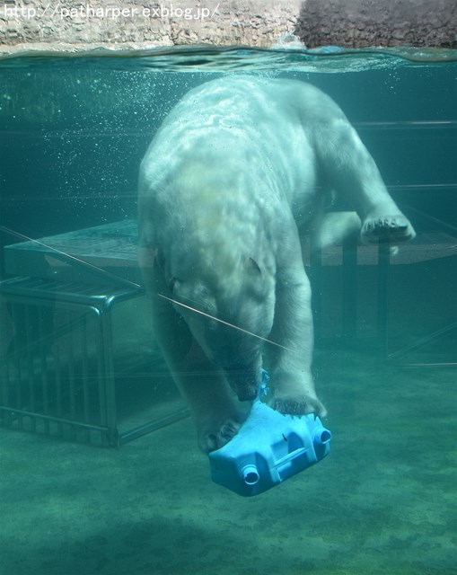 2019年4月 とくしま動物園 その1_a0052986_73535100.jpg