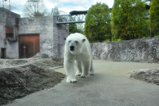 2019年4月 とくしま動物園 その1_a0052986_7361857.jpg