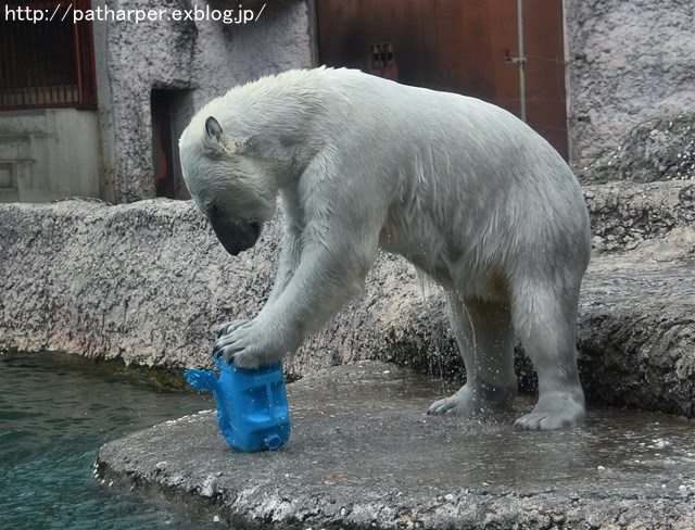 2019年4月 とくしま動物園 その1_a0052986_7391973.jpg