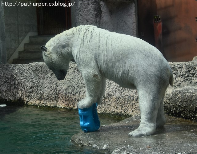 2019年4月 とくしま動物園 その1_a0052986_7392839.jpg