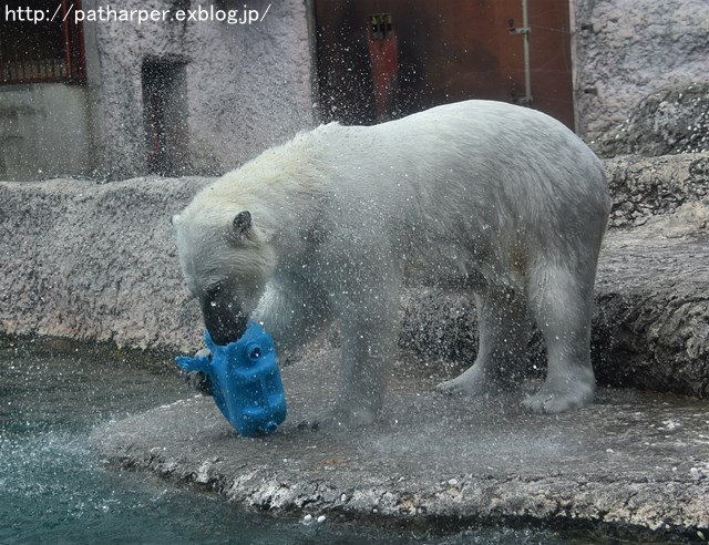 2019年4月 とくしま動物園 その1_a0052986_73934.jpg