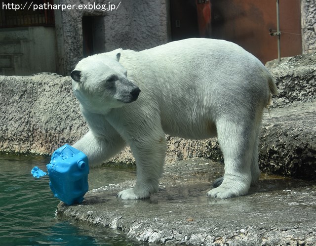 2019年4月 とくしま動物園 その1_a0052986_739521.jpg