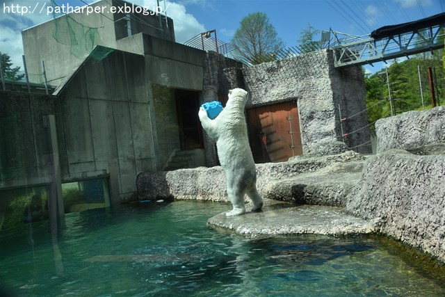 2019年4月 とくしま動物園 その1_a0052986_7402092.jpg