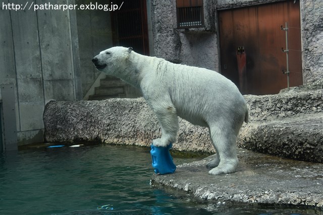 2019年4月 とくしま動物園 その1_a0052986_740361.jpg