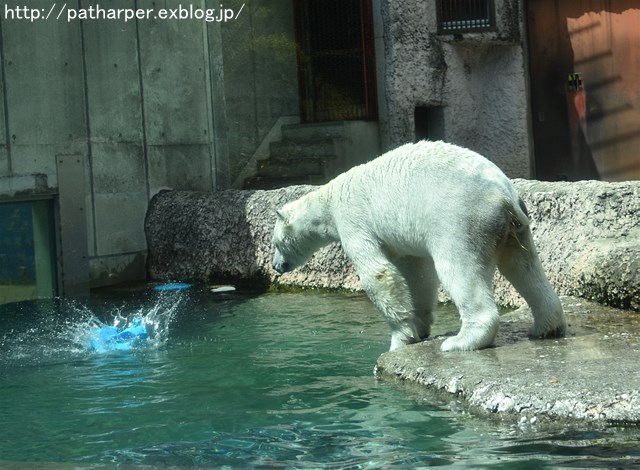 2019年4月 とくしま動物園 その1_a0052986_7413018.jpg