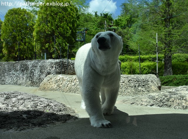 2019年4月 とくしま動物園 その1_a0052986_7415676.jpg