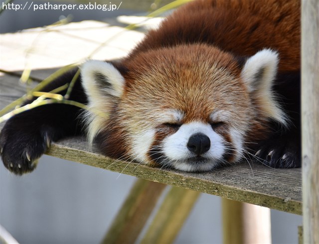 2019年4月 とくしま動物園 その1_a0052986_7433785.jpg