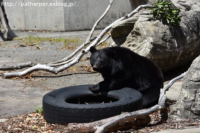 2019年4月 とくしま動物園 その1_a0052986_7435397.jpg