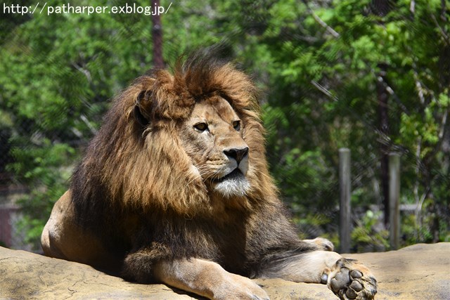 2019年4月 とくしま動物園 その1_a0052986_7441173.jpg