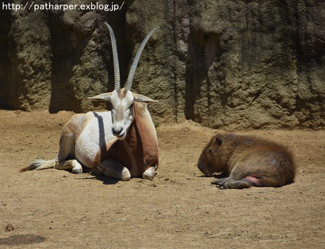2019年4月 とくしま動物園 その1_a0052986_7442293.jpg