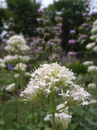 2019年デコルガーデン（Decor Garden）の花たち。_c0141989_01520966.jpg