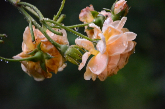a0288500_18591438.jpg