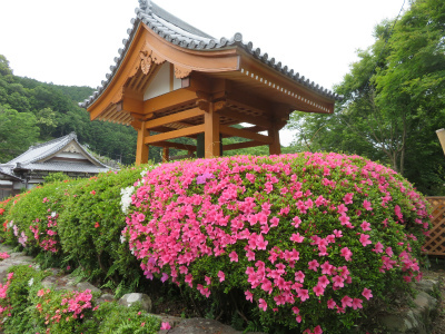 上富田町観音寺へ　2019.6.7_c0125501_11302493.jpg