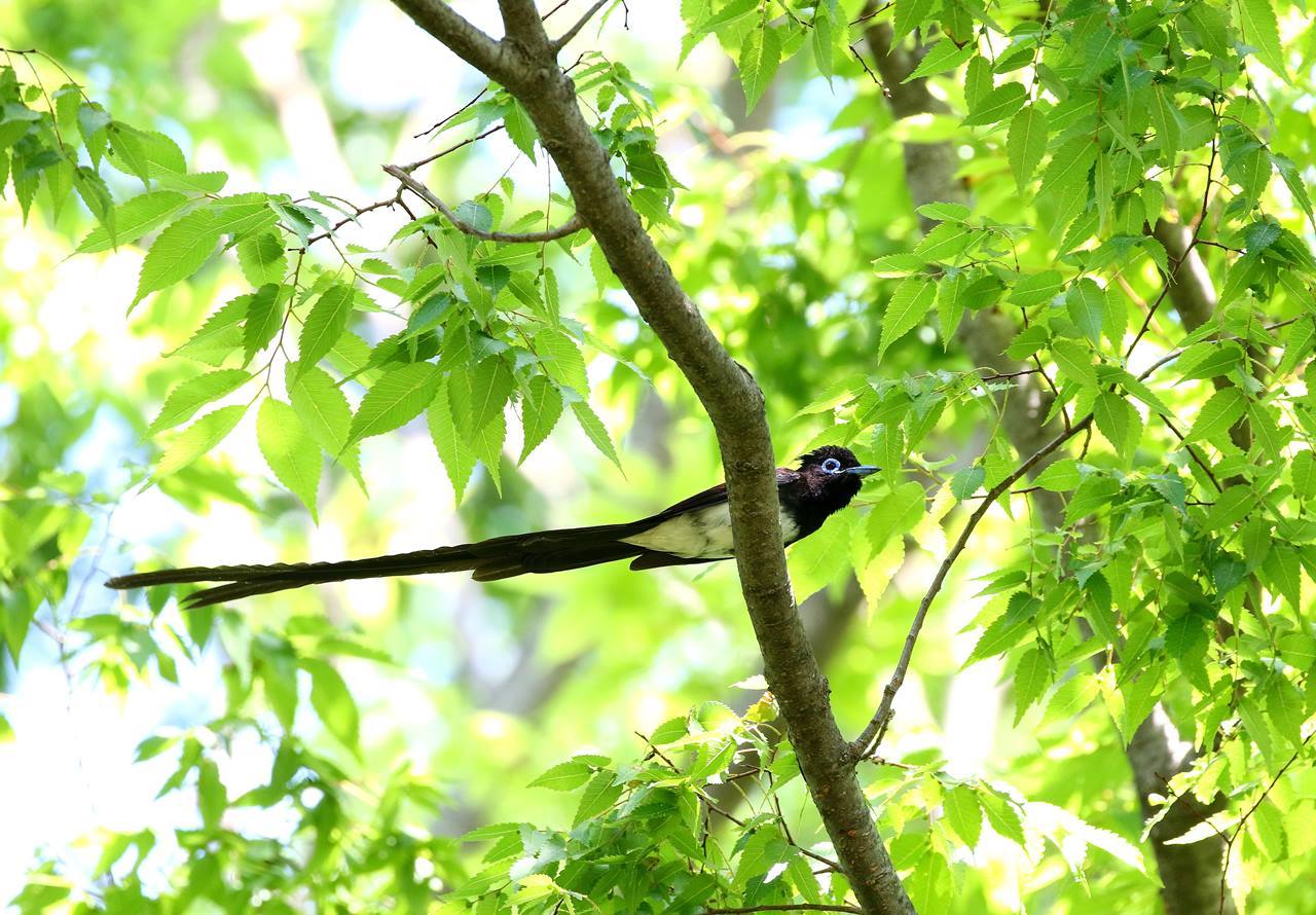 在庫一掃サンコウチョウ_c0213607_00214522.jpg