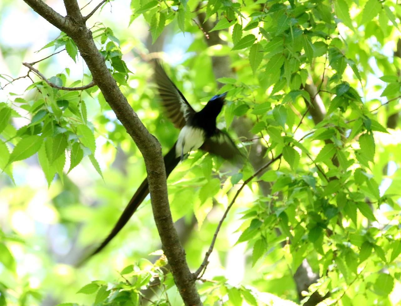 在庫一掃サンコウチョウ_c0213607_00215964.jpg