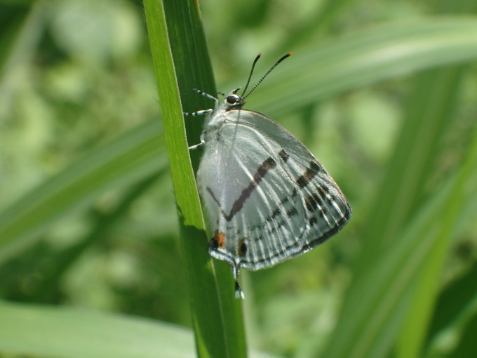 栃木                  　ミズイロオナガシジミ初見2019/06/06①_d0251807_07160688.jpg