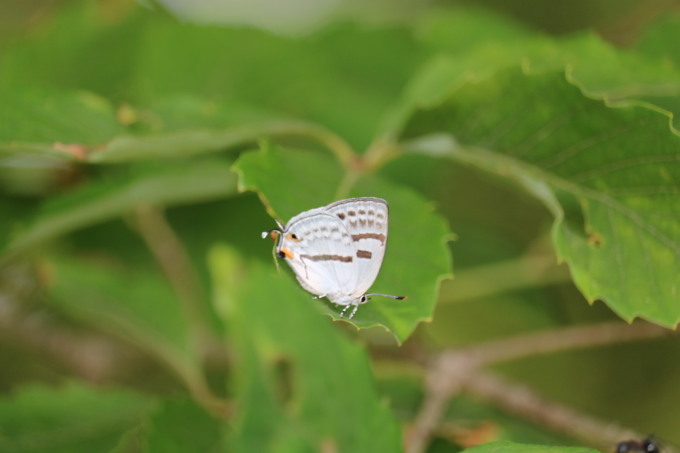 栃木                  　ミズイロオナガシジミ初見2019/06/06①_d0251807_07165743.jpg