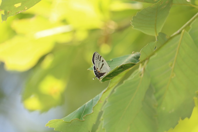 栃木                  　ミズイロオナガシジミ初見2019/06/06①_d0251807_07171830.jpg