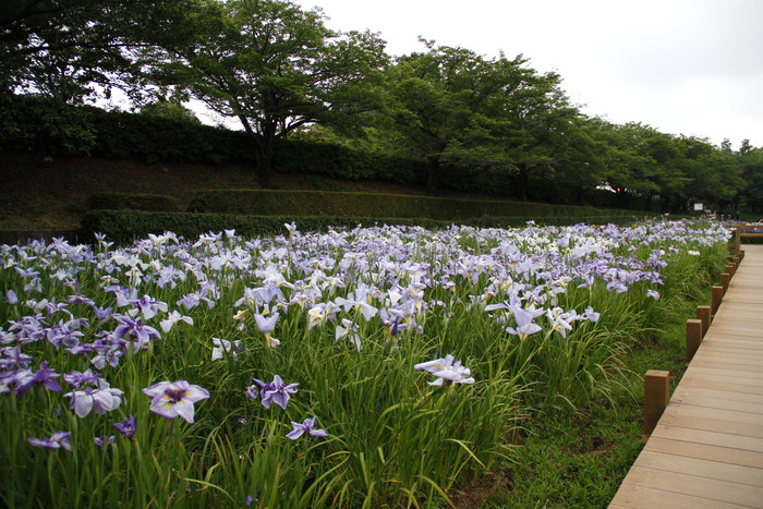 館林の「花菖蒲まつり」　始まる_f0239515_16351064.jpg