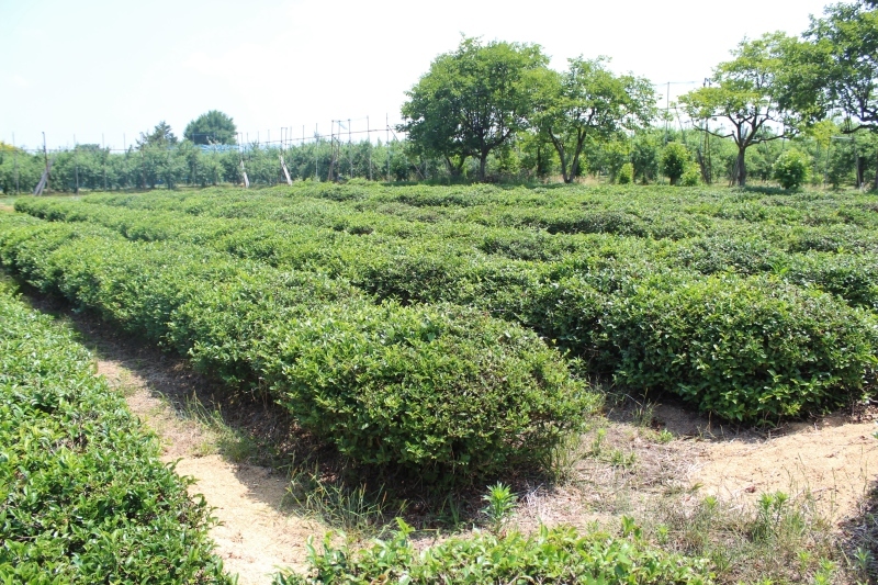 宇宙人のしわざか、お茶の神様か、、呉羽_b0220318_15484002.jpg