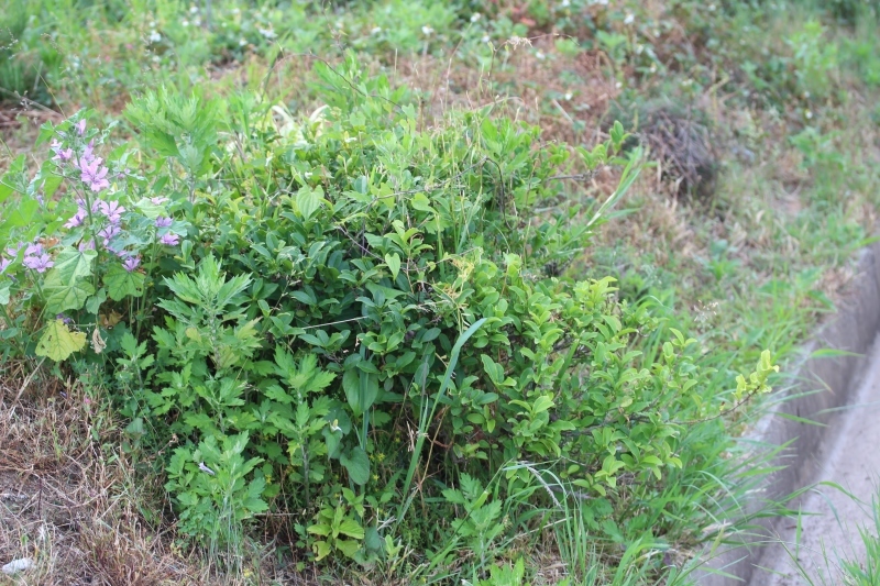 宇宙人のしわざか、お茶の神様か、、呉羽_b0220318_15551430.jpg