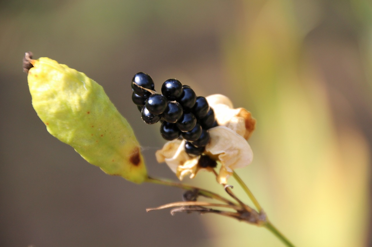 万葉集その七百四十 (ぬばたまの夜) : 万葉集遊楽
