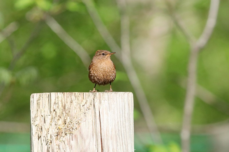 戸隠の鳥・6_f0327034_20155358.jpg