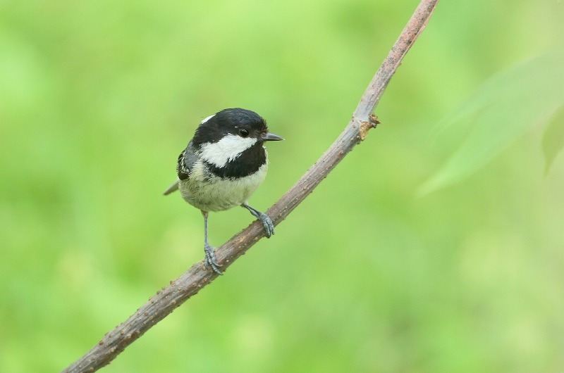 戸隠の鳥・9_f0327034_20410087.jpg