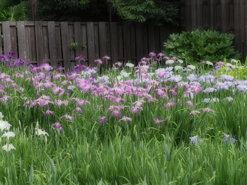 d0290240_15304496.gif