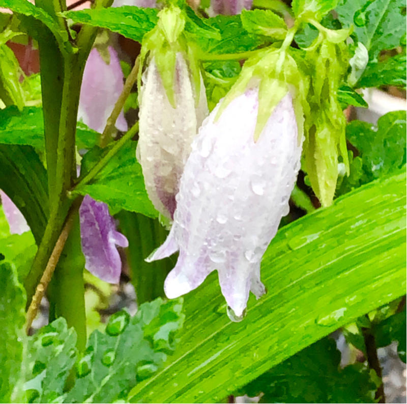 時々豪雨にもめげず_e0206242_18521994.jpg